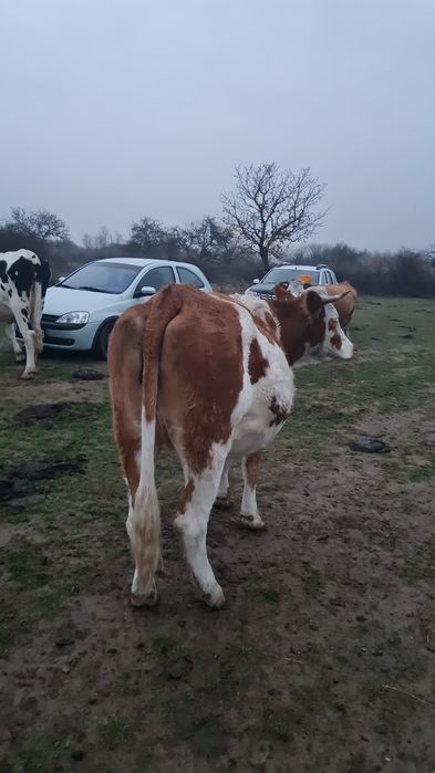 Vând juninca gestanta