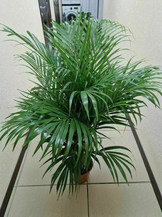 Продам комнатные растения