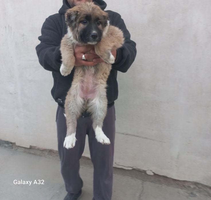 Кавказский щенок сотилади