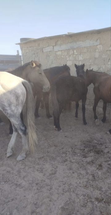 Жабағы сатылады, еркек