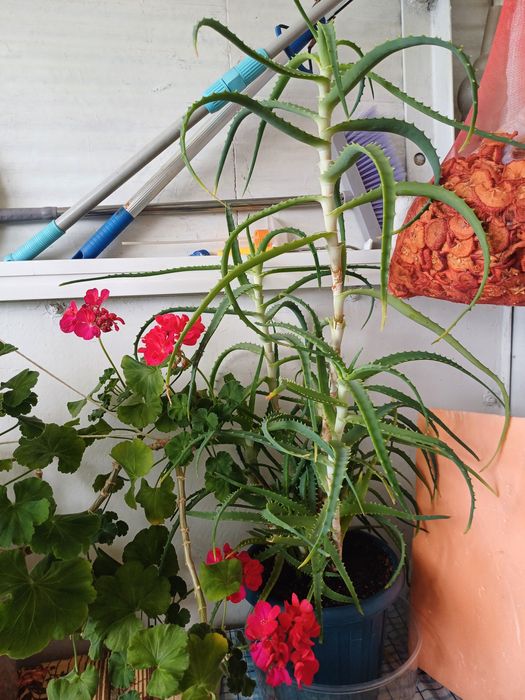 Комнатные цветы алоэ лечебный