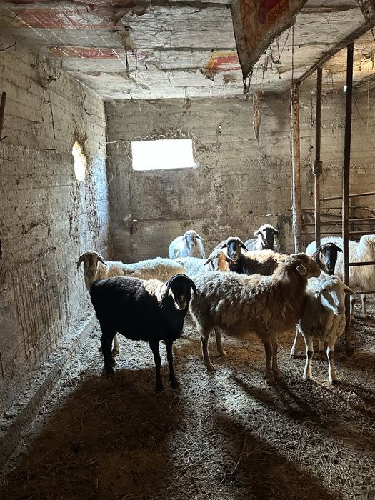 Қой сатылады /продам баранов