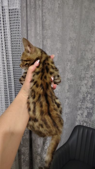 Котёнок бенгала возраст 2.5 мес