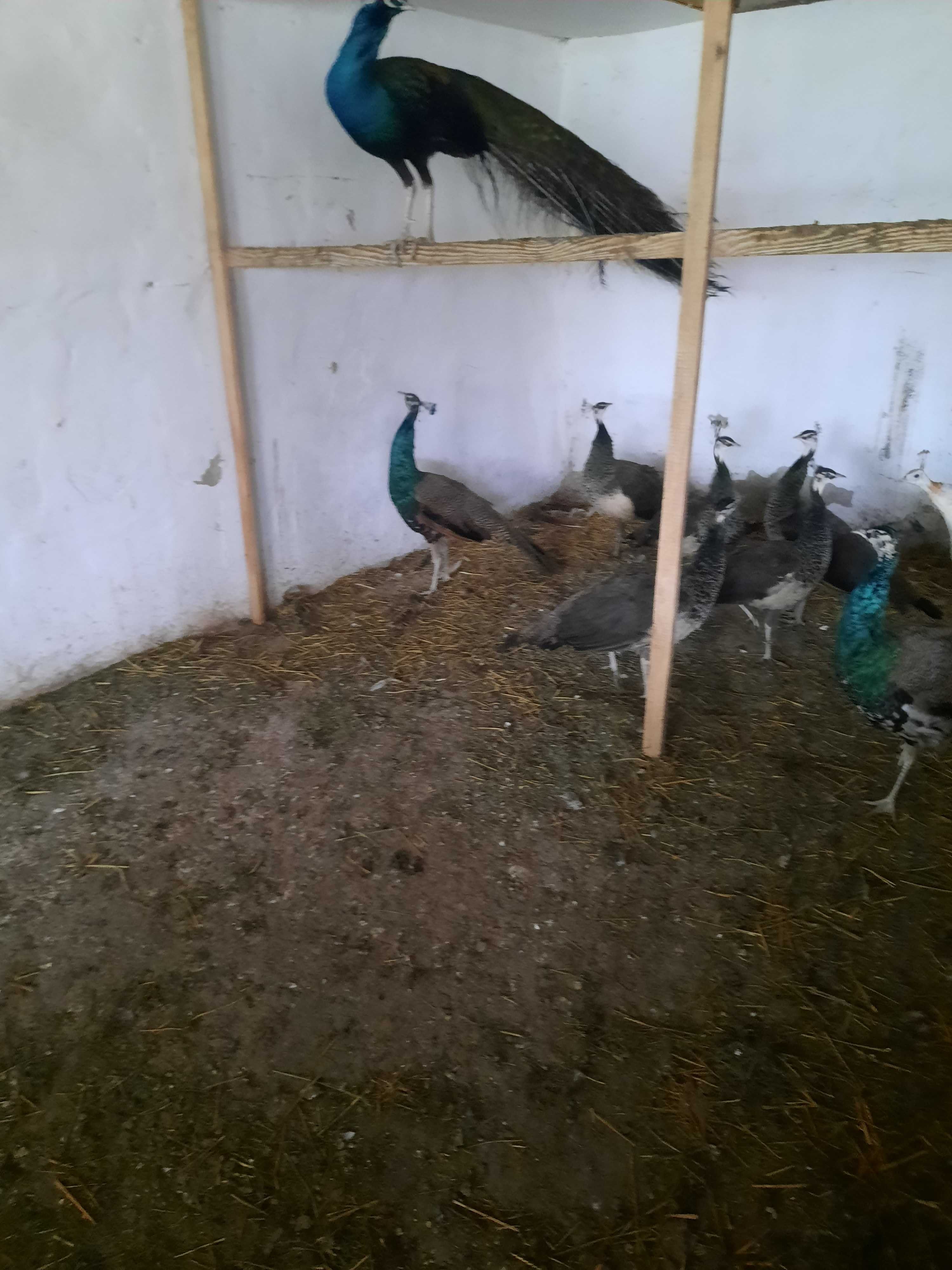 Păuni ,fazani si găini araucana