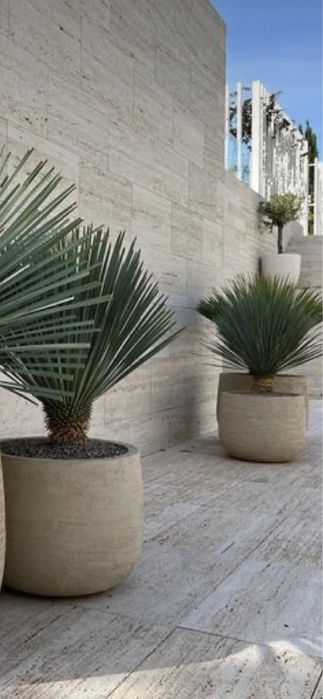 Palmieri cycas/ fenix/yuca/