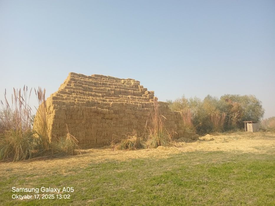 Sholi pres sotiladi kelishtirib bervoramn