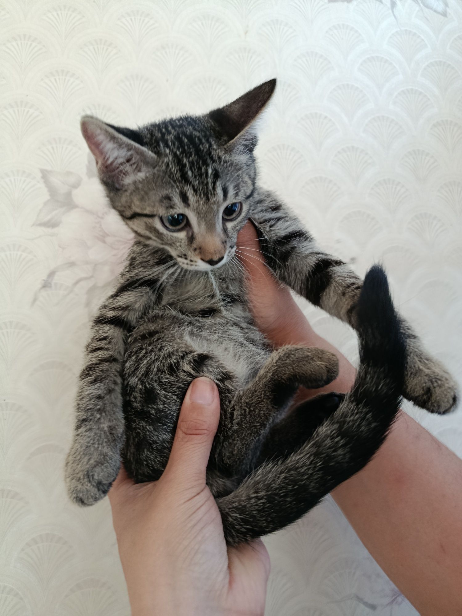 Домашный котик мальчик