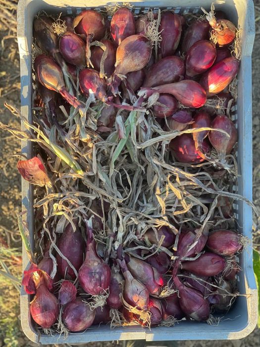 Ceapă roșie /Ceapă de apă