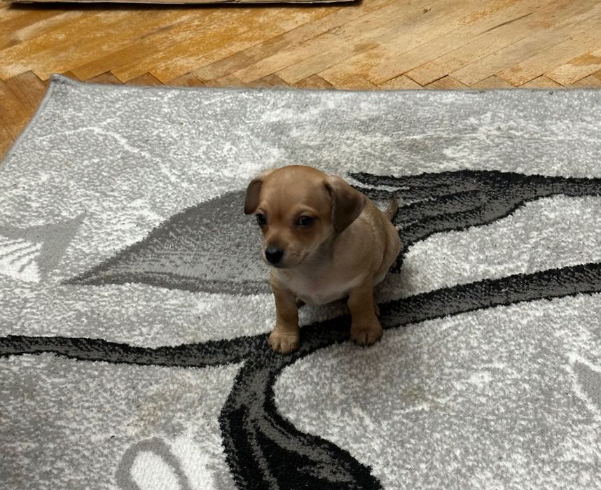 Продавам сърнисти пинчери