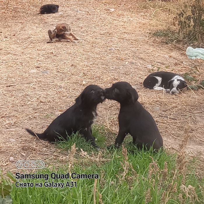 Щенки домашние, охрана.