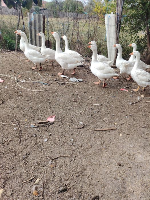 Vând gâște Românești