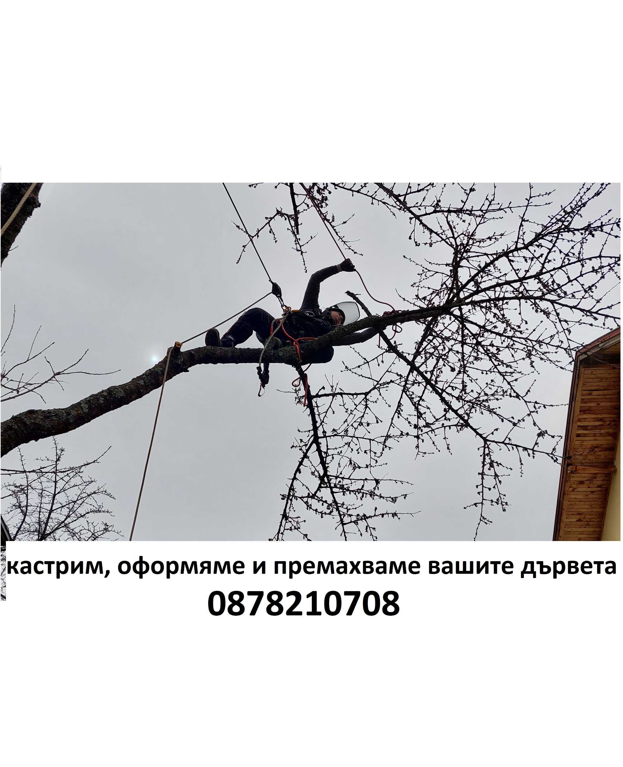кастрим и оформяме дървете, режем опасни дървета арборист