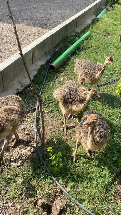 Страус африканские страусята