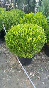 Buxus globular, mesteacăn, platan, etc