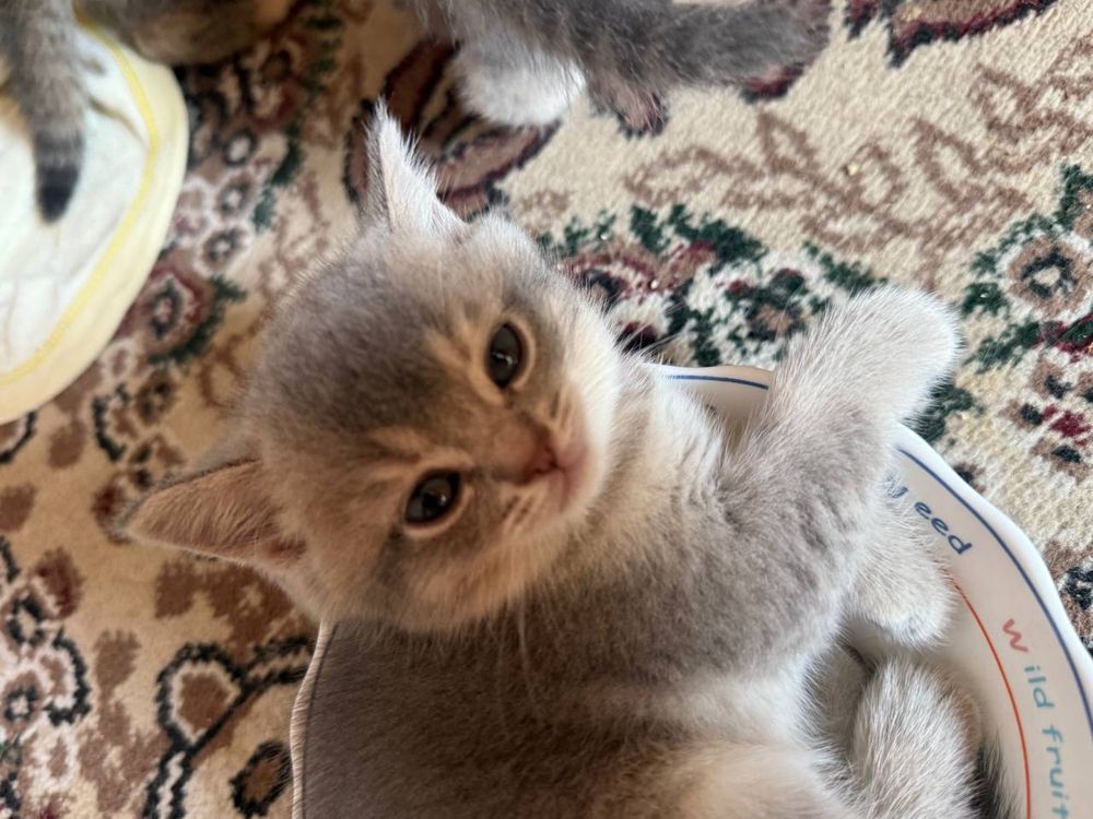 Скоттиш страйт мушукча