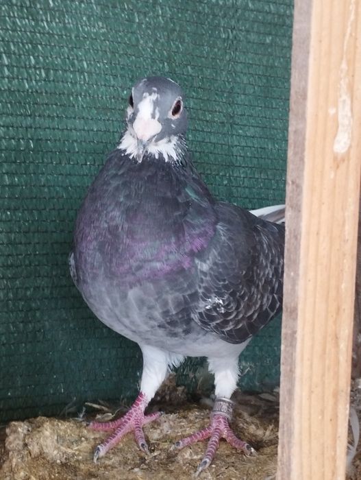 Vând    poștași voiajori