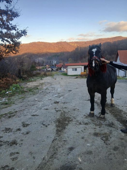 Cal 6 ani   Forte bun la caruță