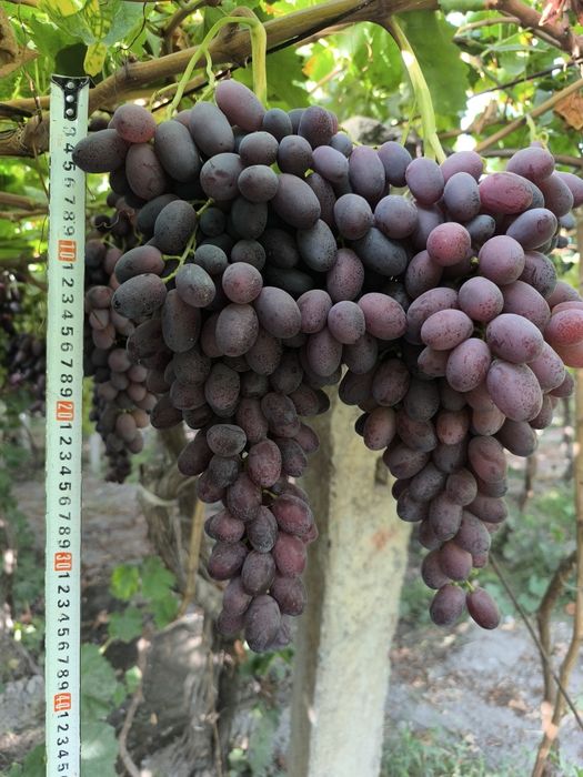 Uzum kochatlari, f1 rizamat. Узум кочатлари. Ризамат.