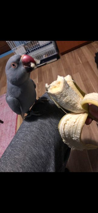 Vand femela micul alexander blândă