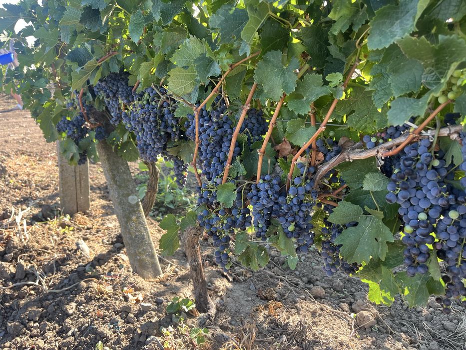 Struguri  de vin