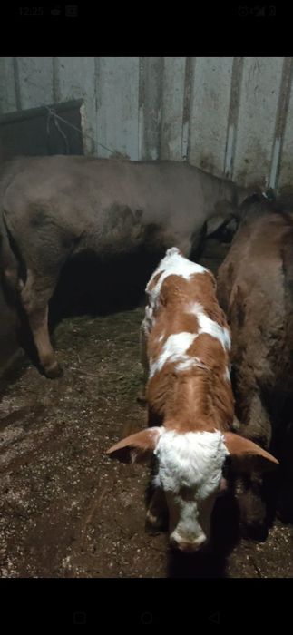 Disponibili 3 tăurași