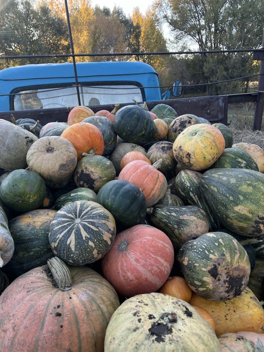 Тыква Мантный продоется