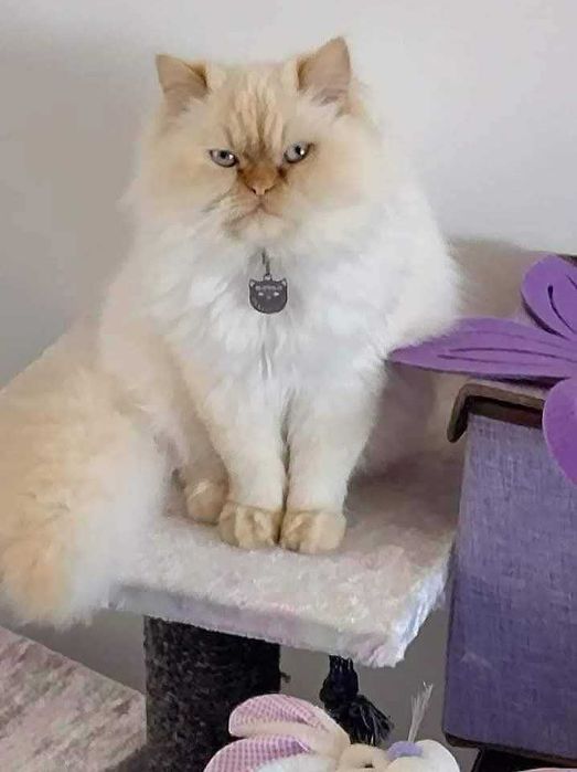 Персийски (хималайски)котенца!