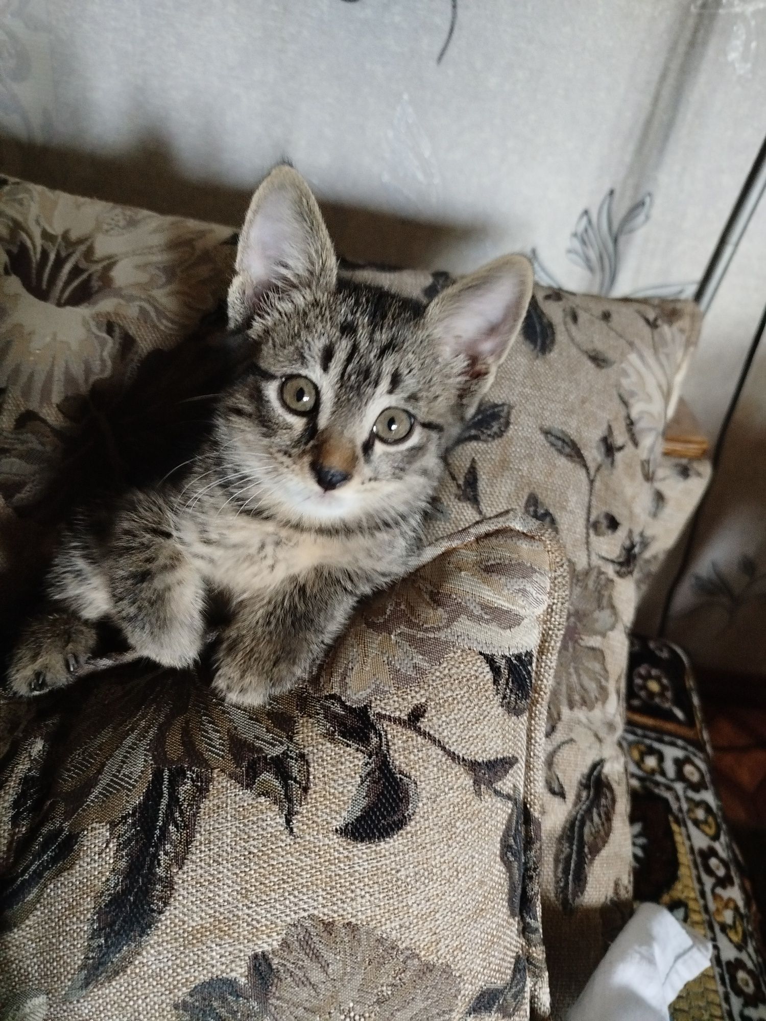Отдам в добрые руки ,котик ждет свою семью