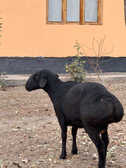 Кора кочкорлар сотилади