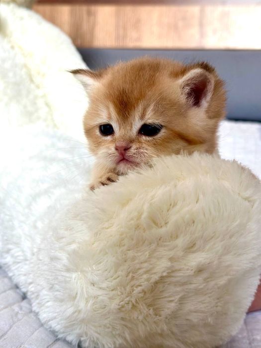 Британские котята