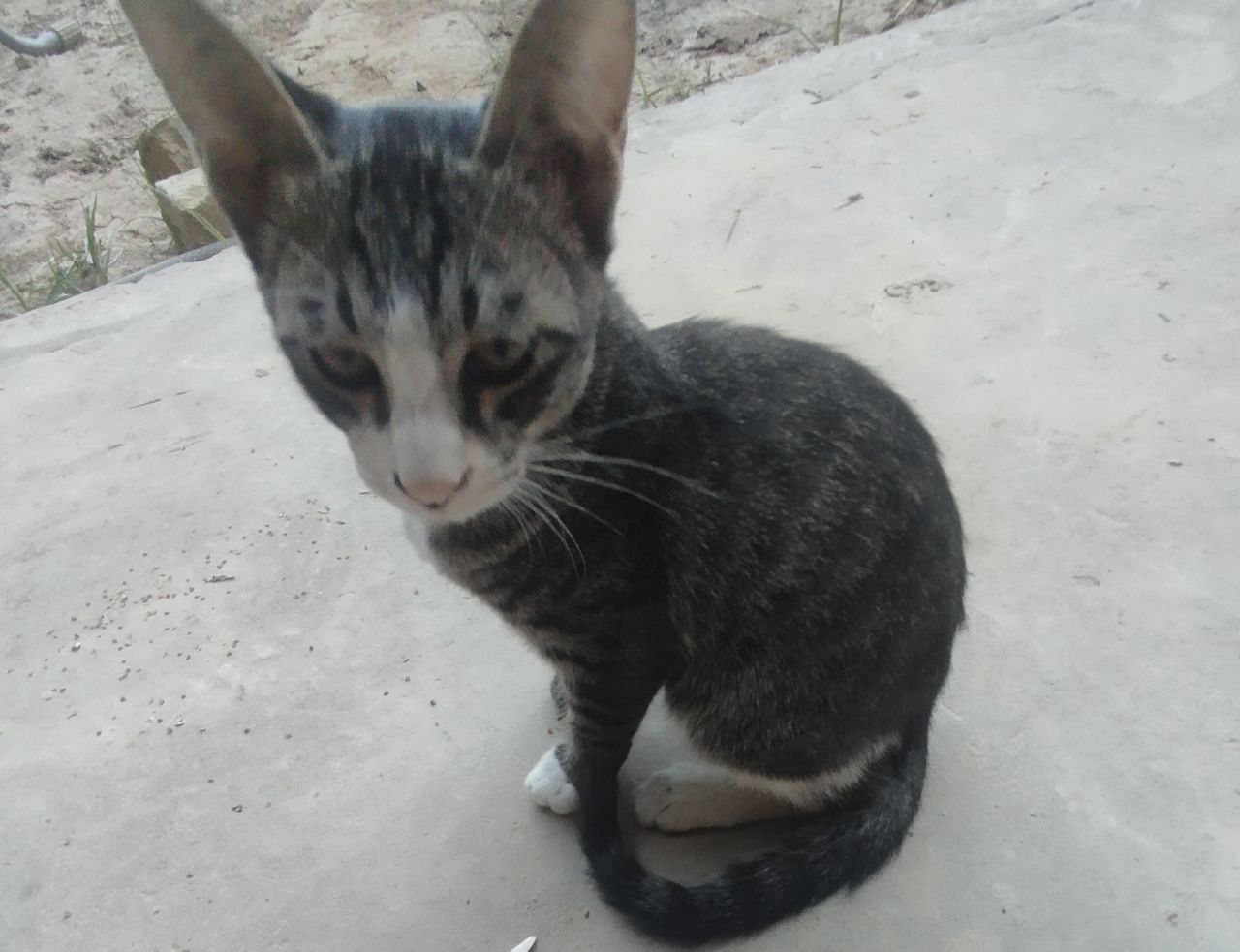 Котята отдам даром
