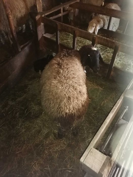 Продавам 2 овце шуменски със едно агне