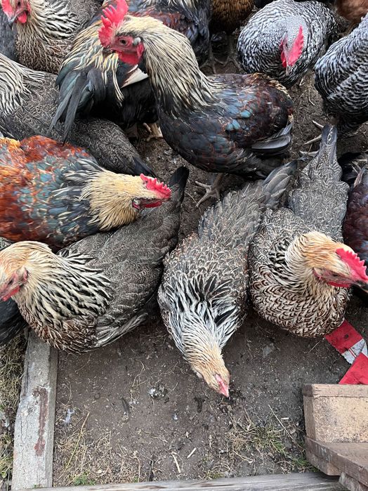 Петли за клане 5 месечни