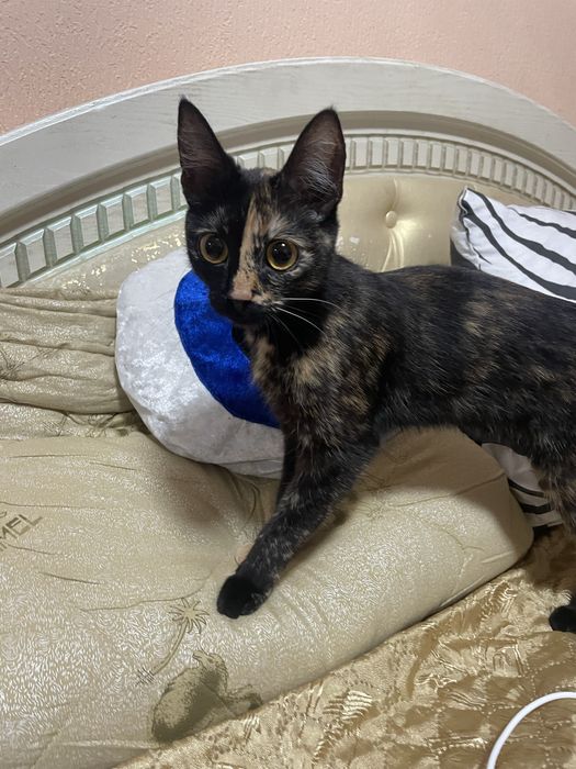 Отдам кошечку в хорошие руки, к лотку приучена.