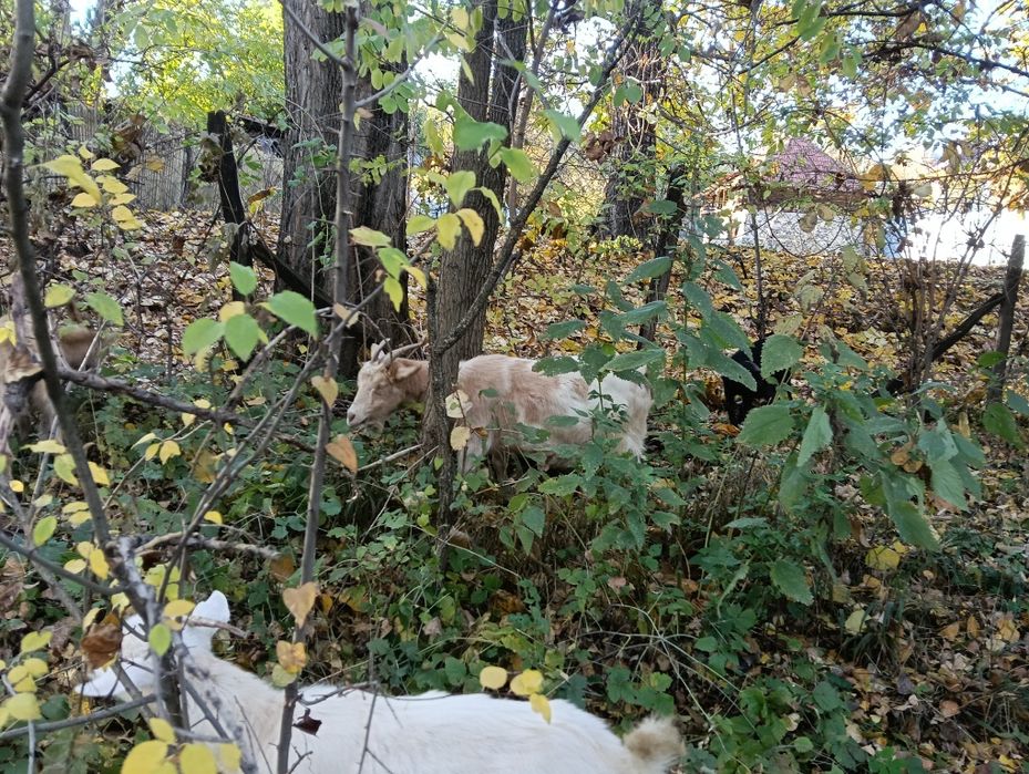 De vânzare capre românești