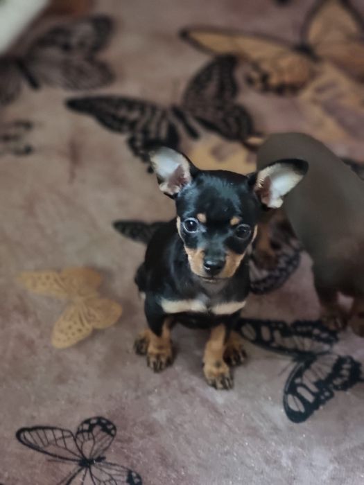 Очаровательный щенок русского тоя