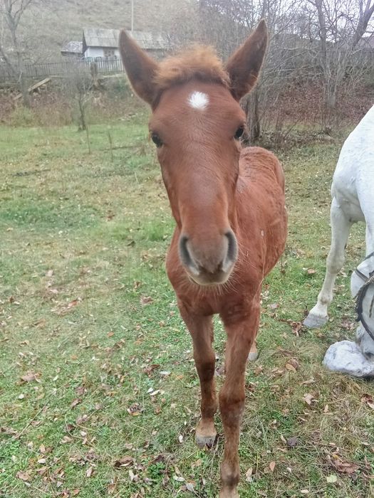 Vând mânză de 4 luni și jumătate 1600  lei