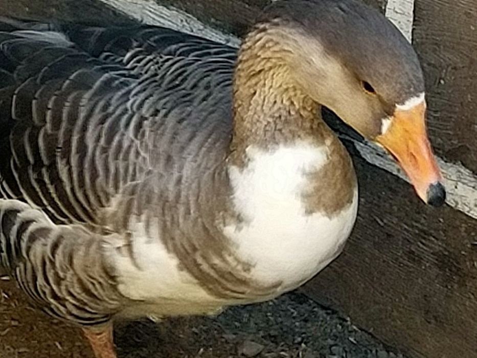 Продаю 3 гусынь Серые