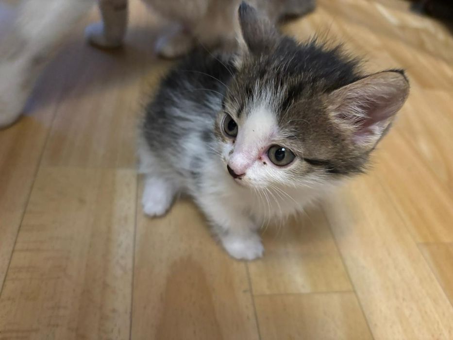 Отдам даром.  Котята,  котенки