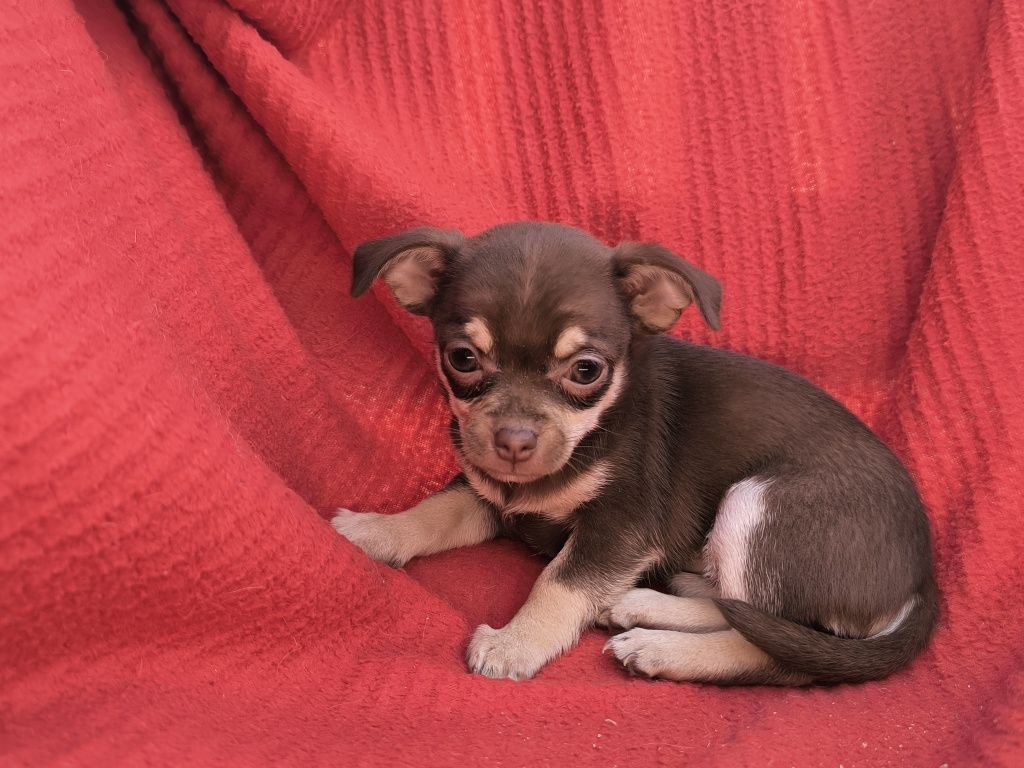 Vand fetita chihuahua mini ciocolatiu