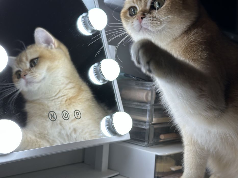 British shorthair golden shaded, FETITA superba !! FELISA AUTORIZATA !