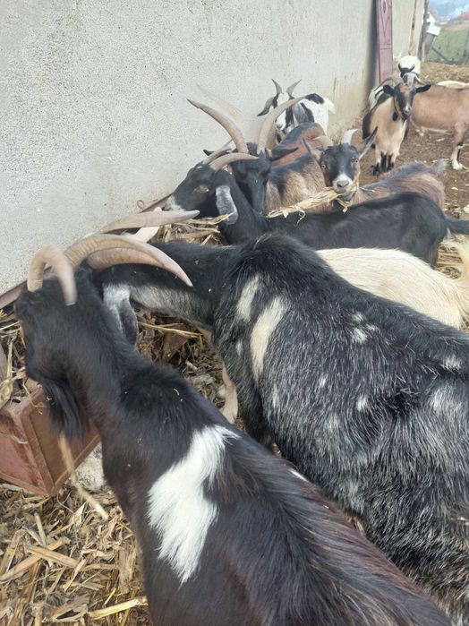 20 de capre metis anglonubian