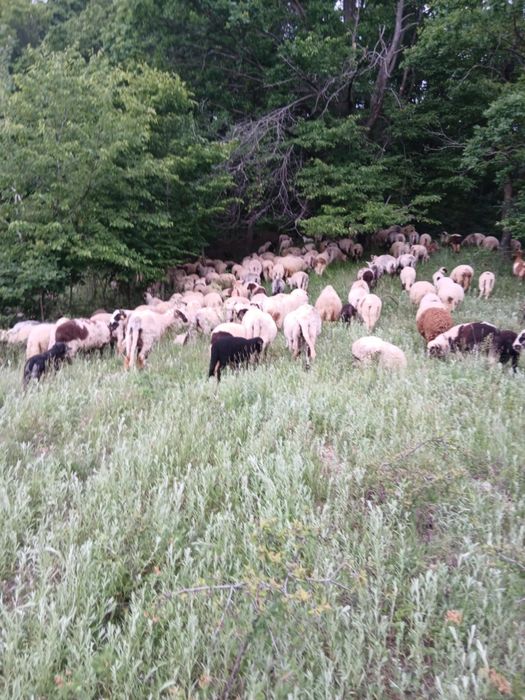 Vând miei mari Vând miei Mari Vând miei Mari  greutate 27-30