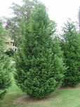 Chiparos Leylandii