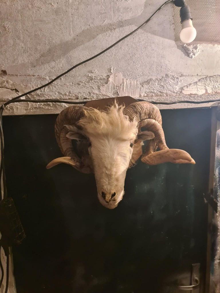 Трофей овнешка глава