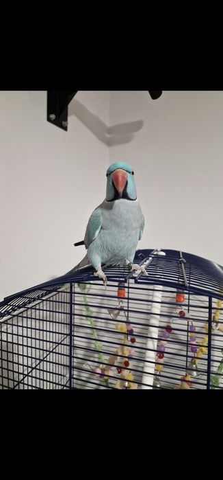 Papagal Micul Alexandru+Colivie