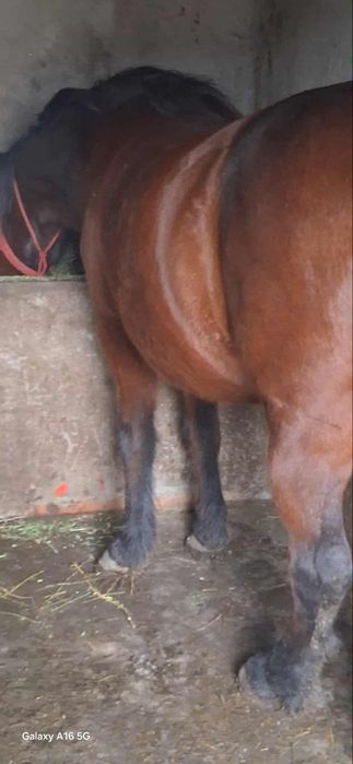 Vând iapa buna de tras