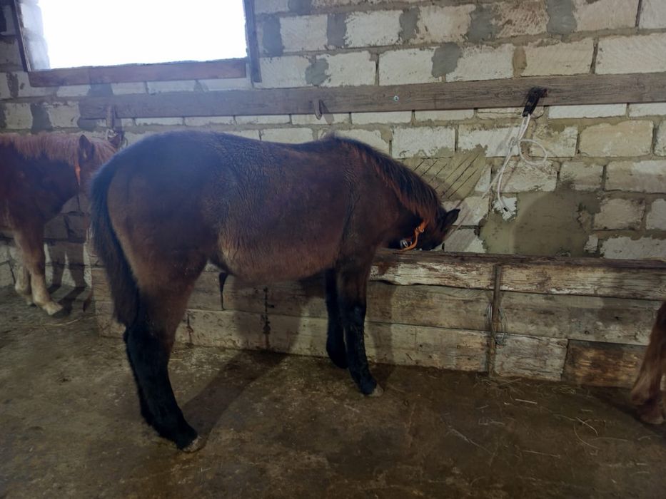 ЖАБАҒЫ сатылады Хромтау