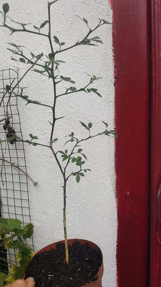 Lamai trifoliat (lamai care creste afara)- poncitus trifoliata
