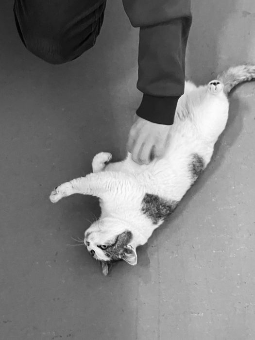 Кот найден. Ищет дом. Ласковый и манерный.